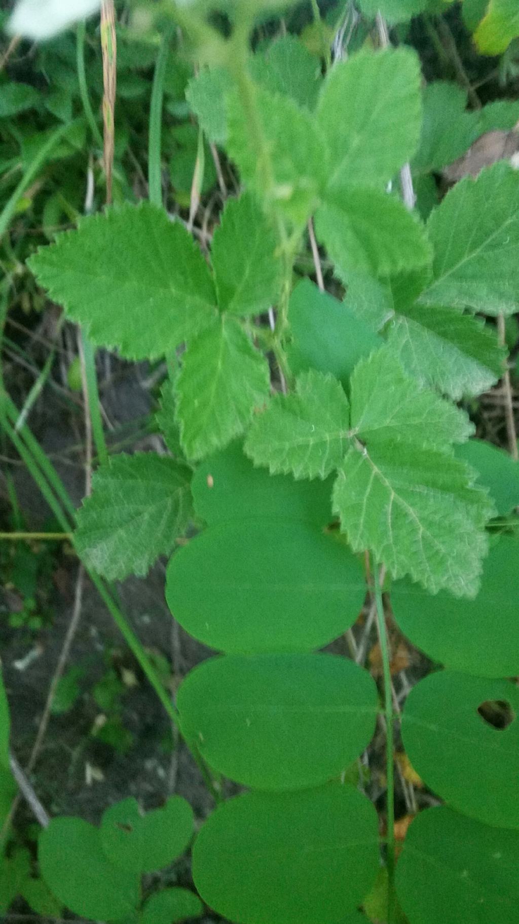 Rubus sp. (Rosaceae)